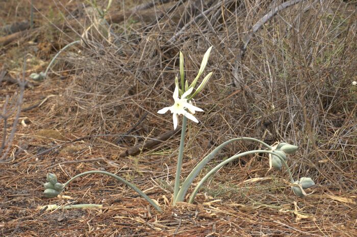 Flore de la Corse