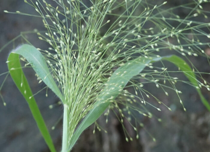 Flore de la Corse