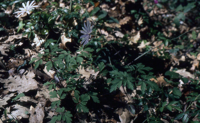 Flore de la Corse