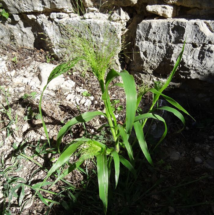 Flore de la Corse