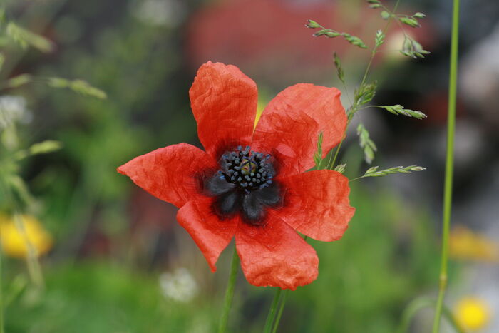 Flore de la Corse