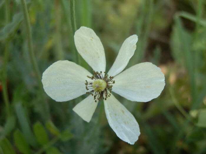 Flore de la Corse