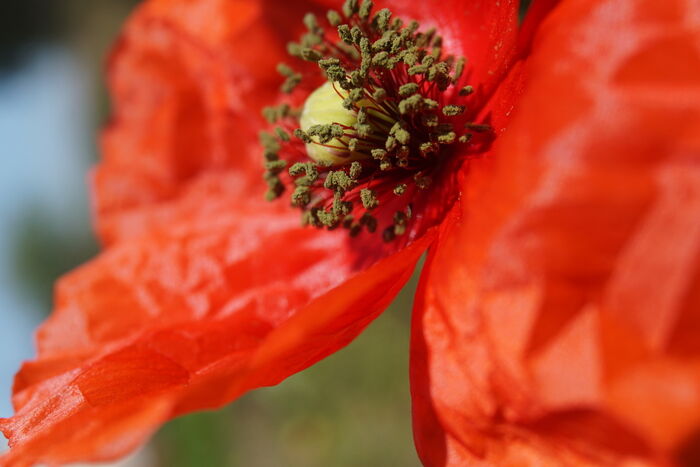 Flore de la Corse