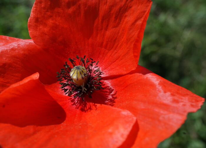 Flore de la Corse