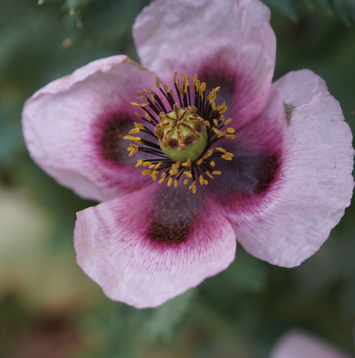 Flore de la Corse