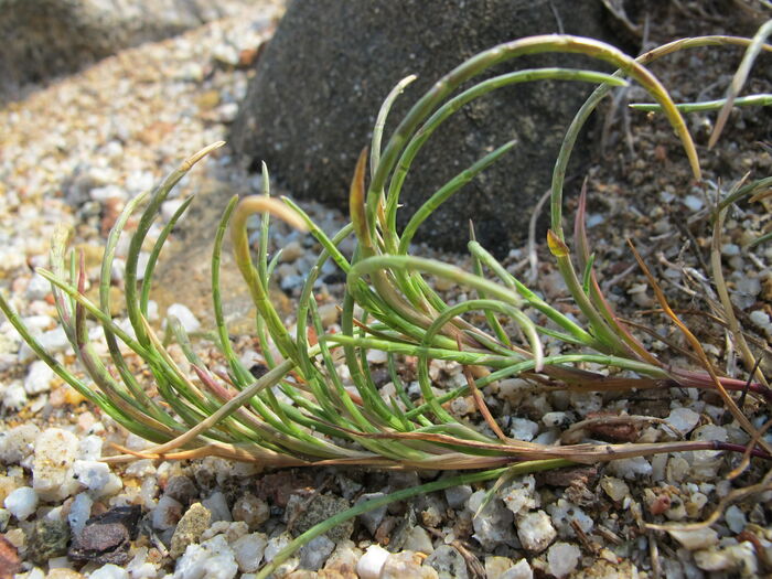 Flore de la Corse