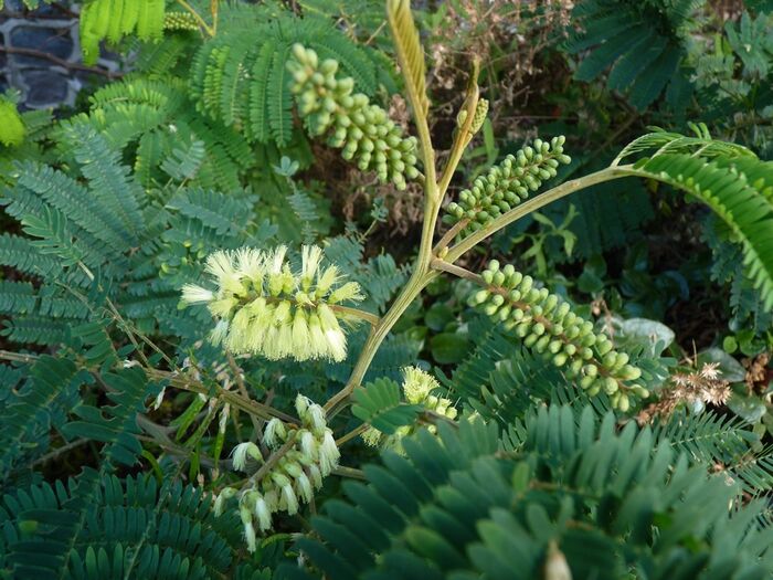 Flore de la Corse