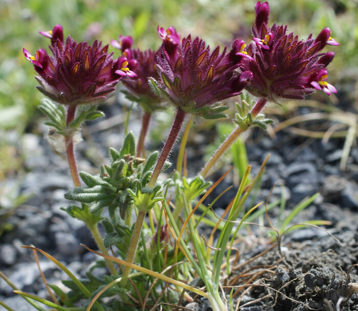 Flore de la Corse