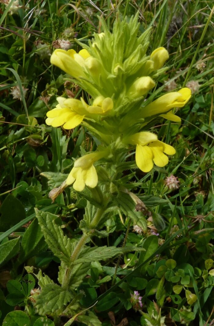 Flore de la Corse