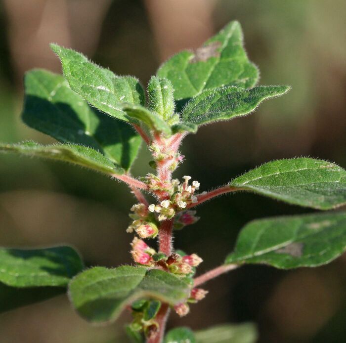 Flore de la Corse