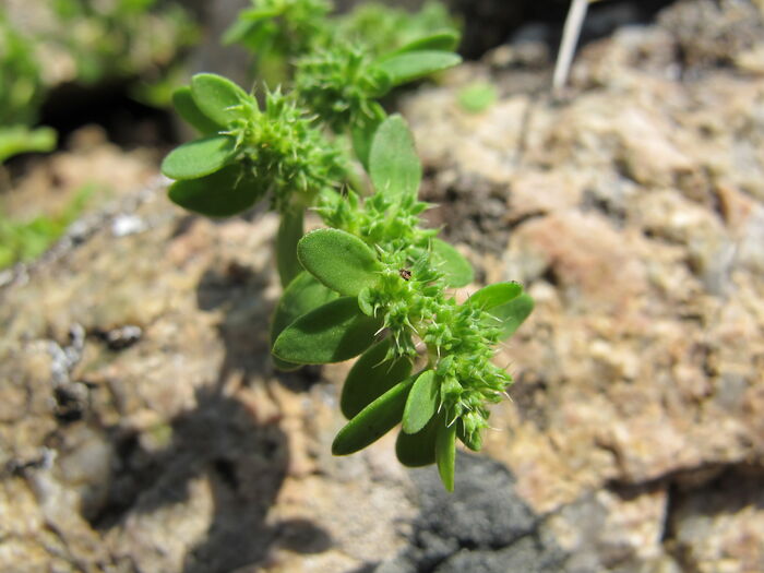 Flore de la Corse