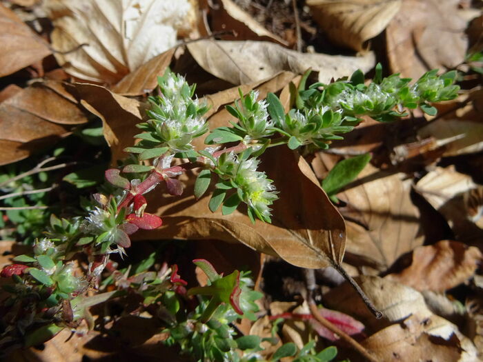 Flore de la Corse