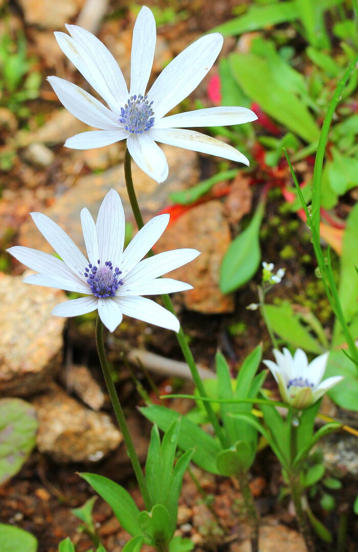 Flore de la Corse