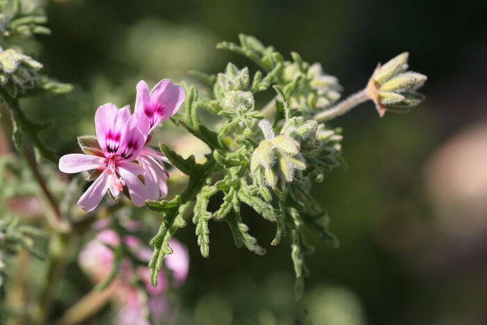 Flore de la Corse