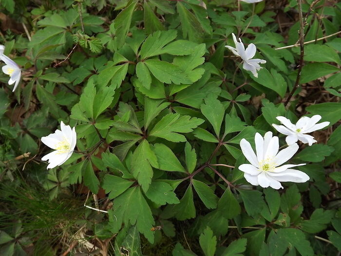 Flore de la Corse