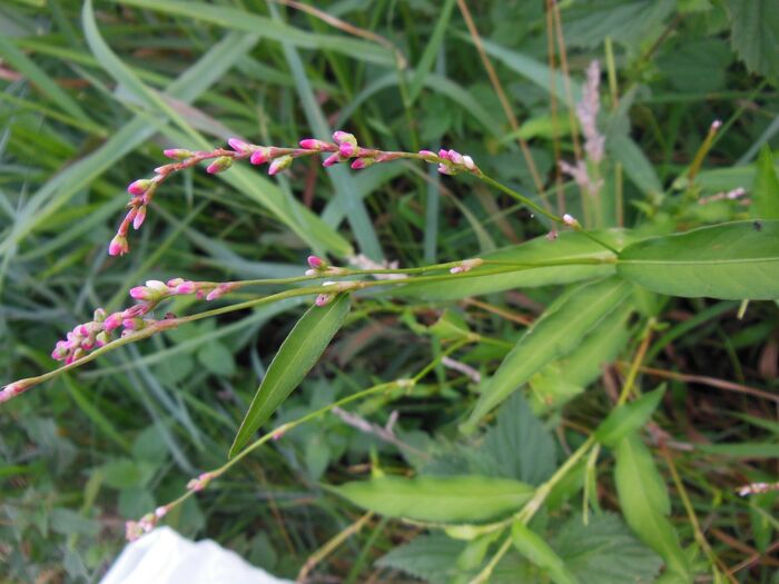 Flore de la Corse