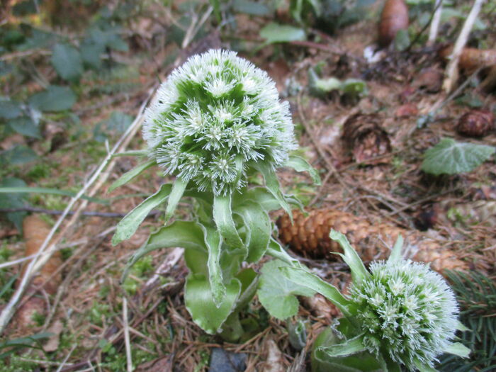 Flore de la Corse