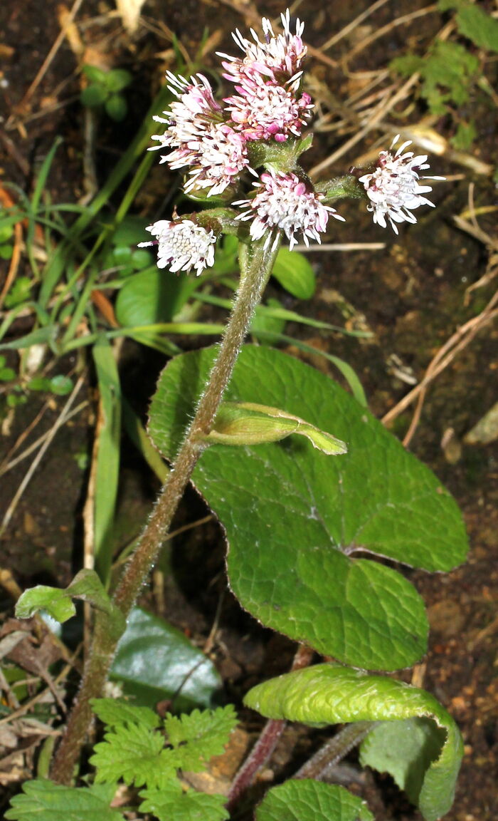 Flore de la Corse