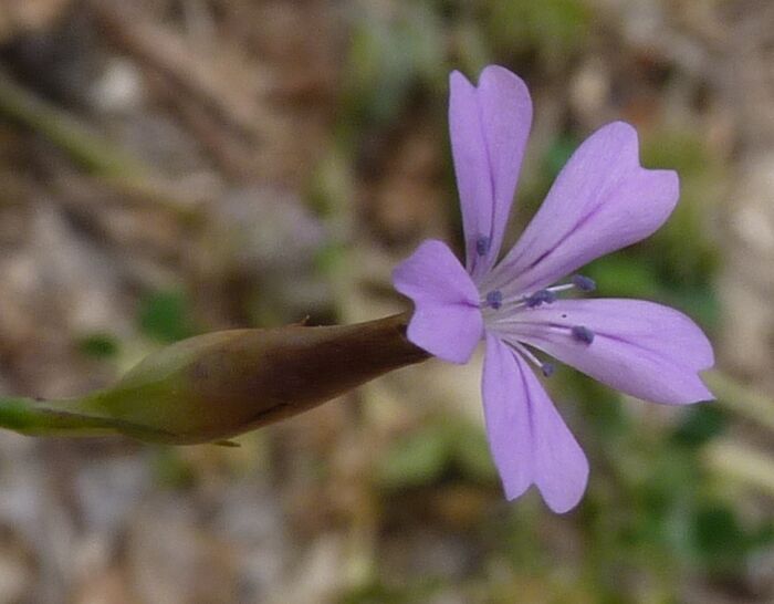 Flore de la Corse