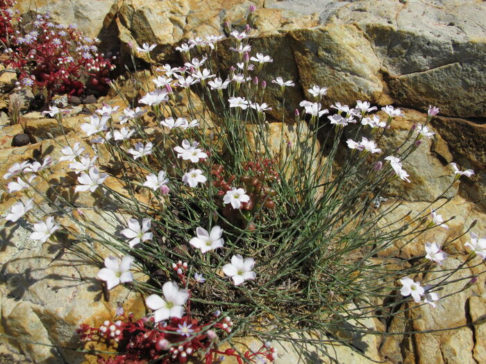 Flore de la Corse