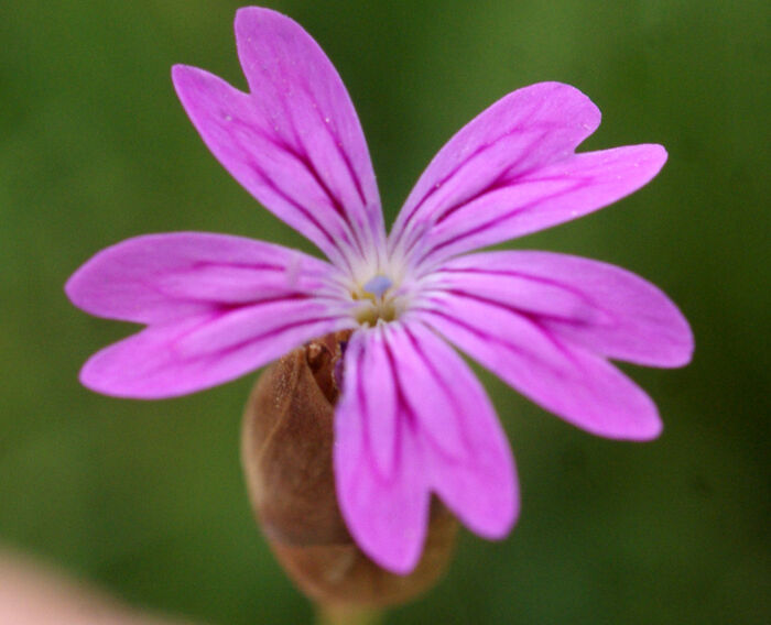 Flore de la Corse