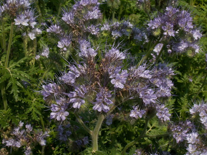 Flore de la Corse