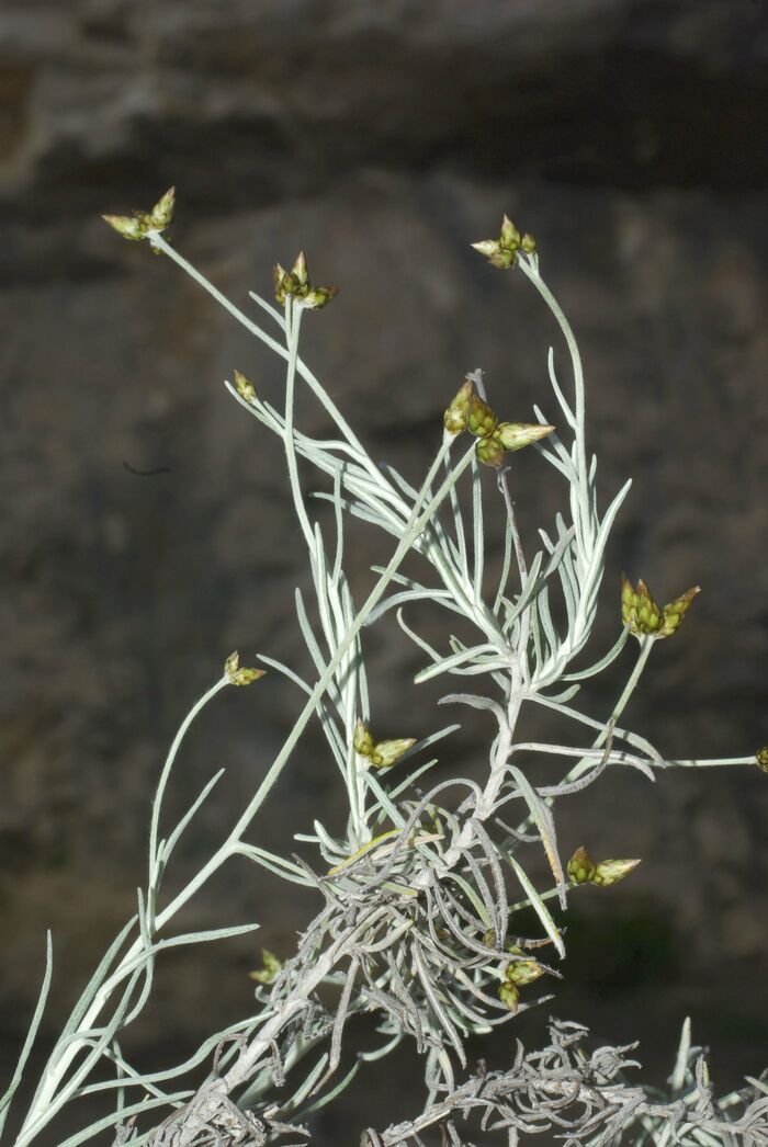 Flore de la Corse