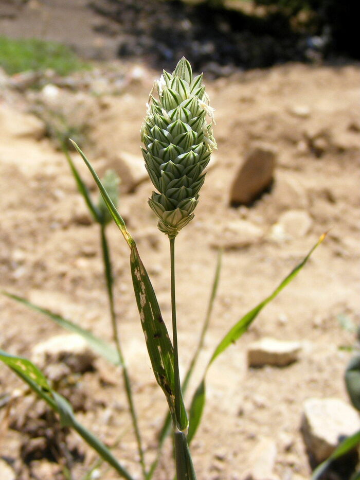 Flore de la Corse