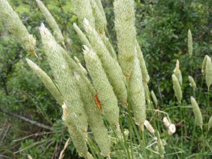 Flore de la Corse