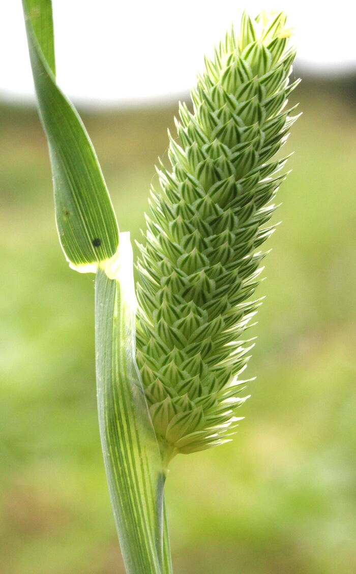 Flore de la Corse