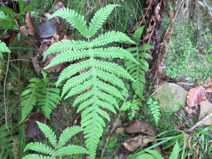 Flore de la Corse