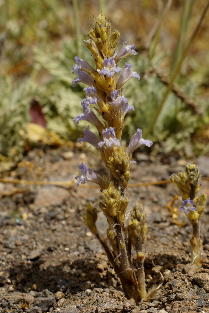 Flore de la Corse