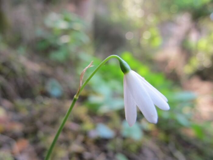 Flore de la Corse