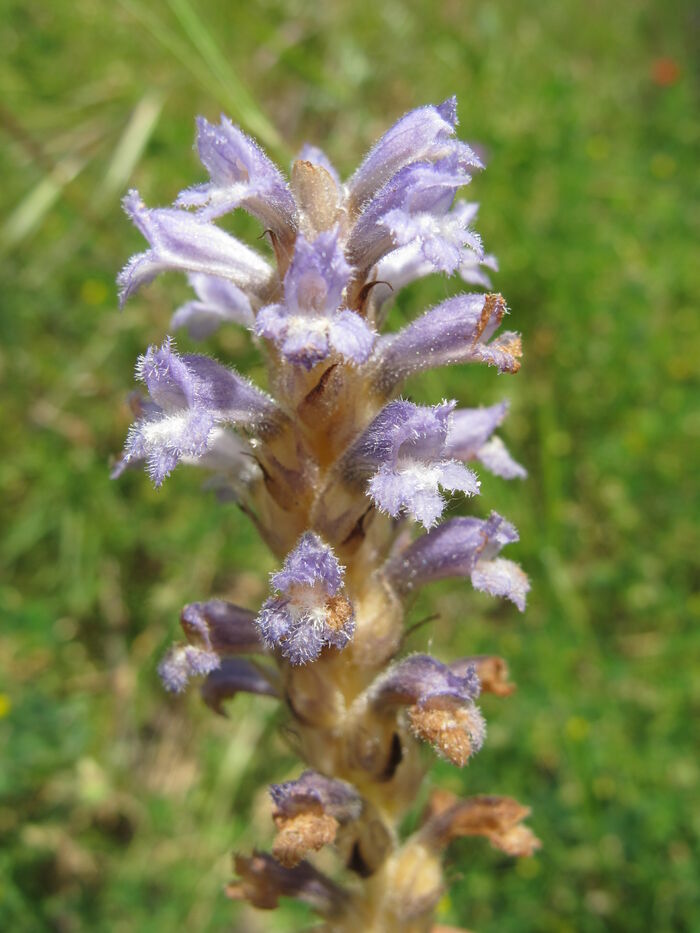 Flore de la Corse