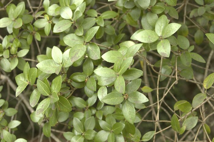 Flore de la Corse