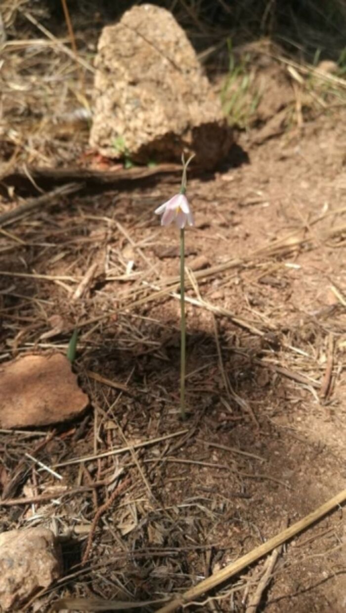 Flore de la Corse