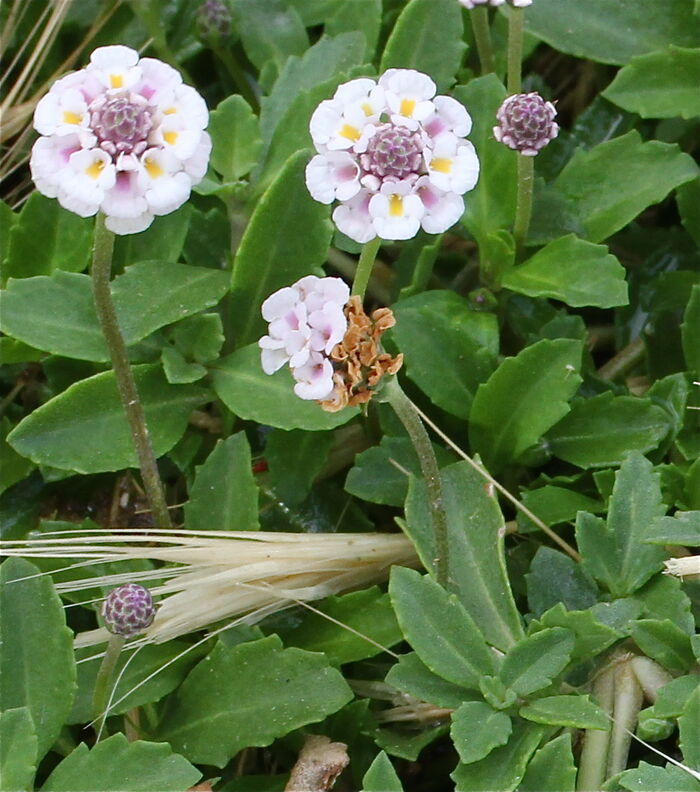 Flore de la Corse