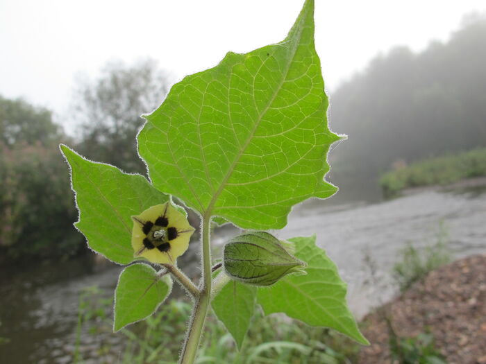 Flore de la Corse