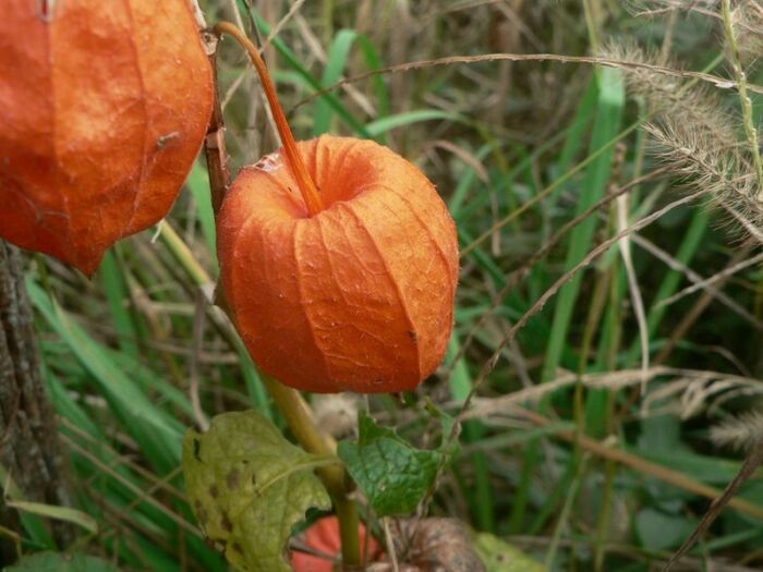 Flore de la Corse