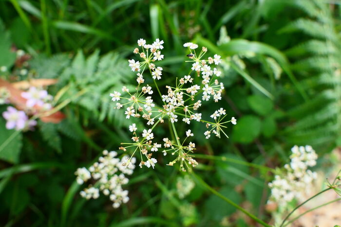 Flore de la Corse