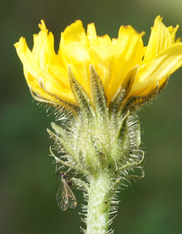 Flore de la Corse