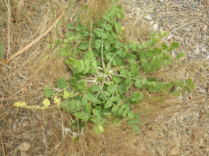 Flore de la Corse