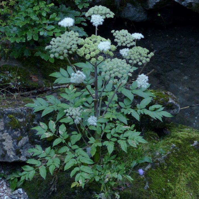 Flore de la Corse