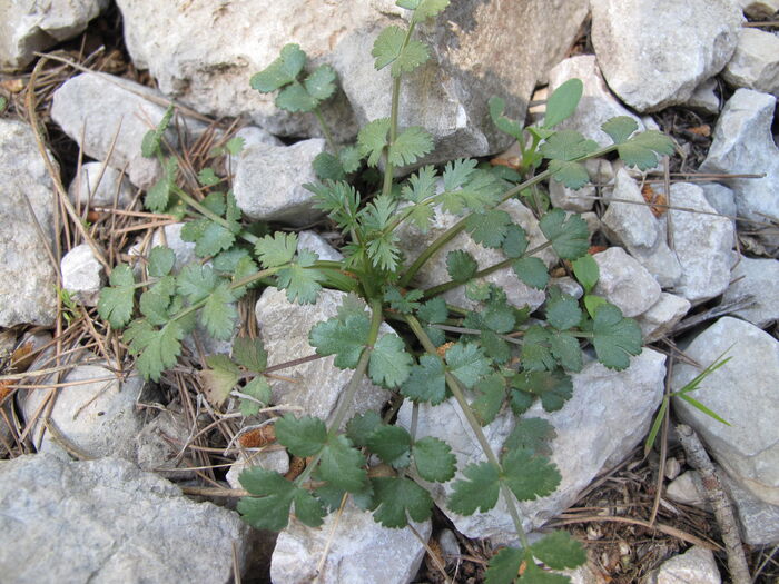 Flore de la Corse