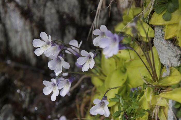 Flore de la Corse