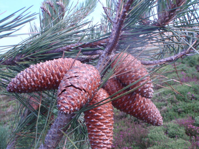 Flore de la Corse