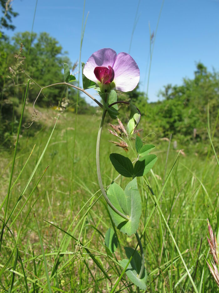 Flore de la Corse