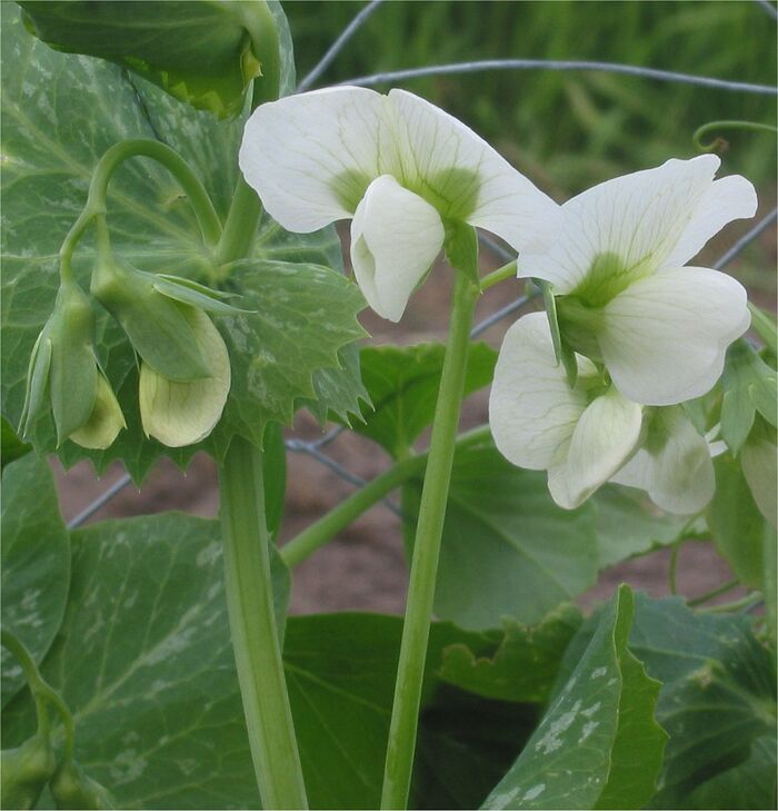 Flore de la Corse