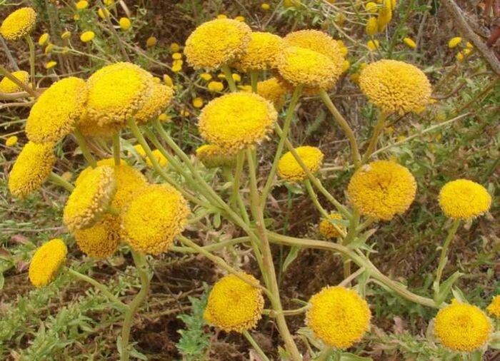 Flore de la Corse