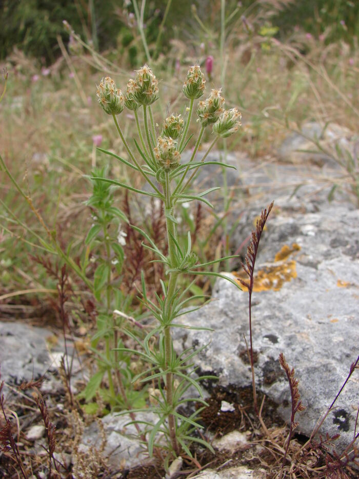 Flore de la Corse